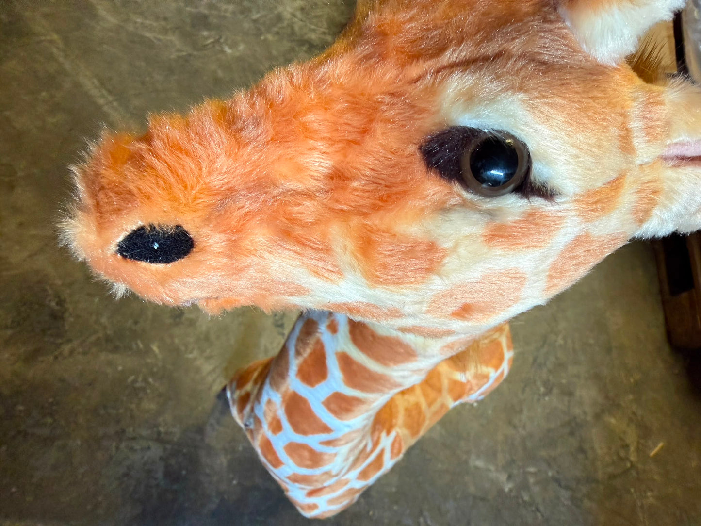 Sweety Toys 10585 Giraffa gigante XL in piedi 132 cm